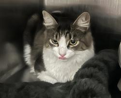 Shelter Stray Unknown Cat last seen Reno Rd and Carr St., Arvada, CO, 80002, 580 McIntyre St, Golden, CO 80401, USA