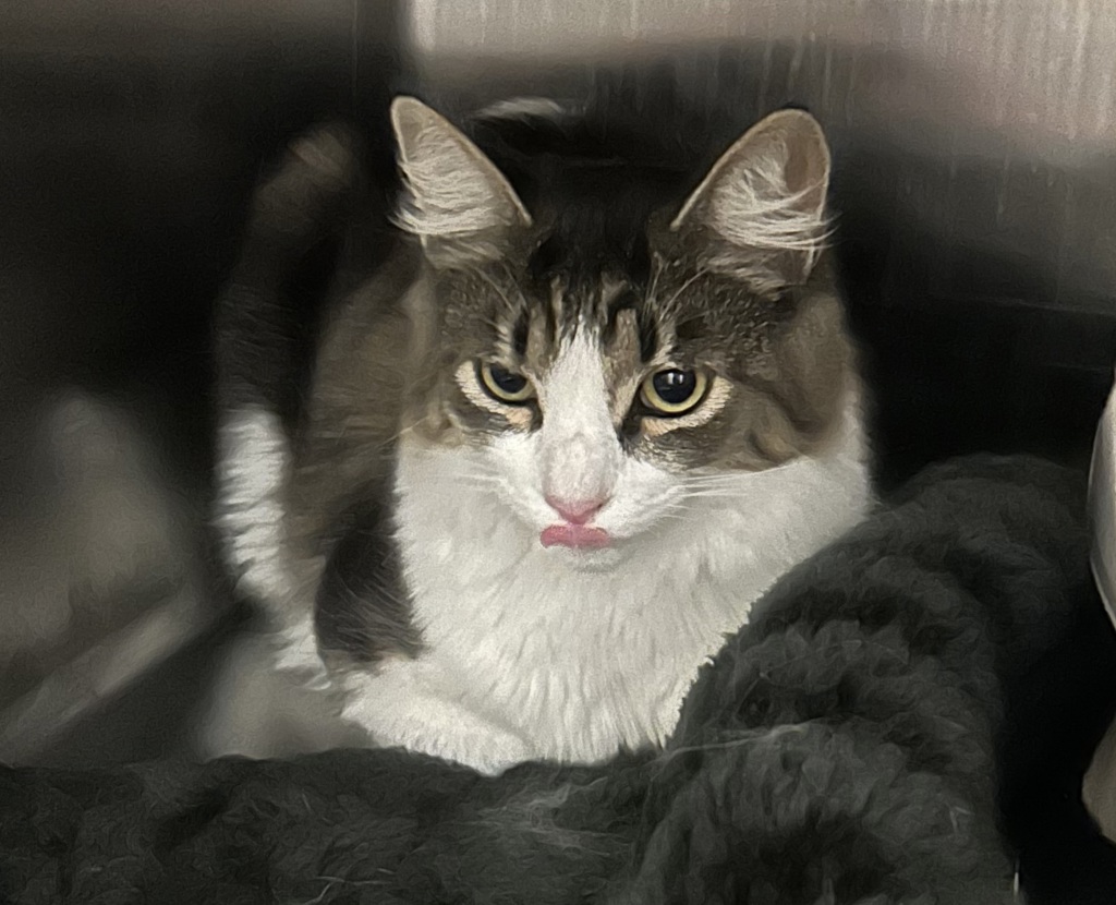 Shelter Stray Unknown Cat last seen Reno Rd and Carr St., Arvada, CO, 80002, 580 McIntyre St, Golden, CO 80401, USA