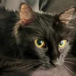 Shelter Stray Female Cat last seen Near Watrous Avenue, DES MOINES, IA, 50315, Des Moines, IA 50313