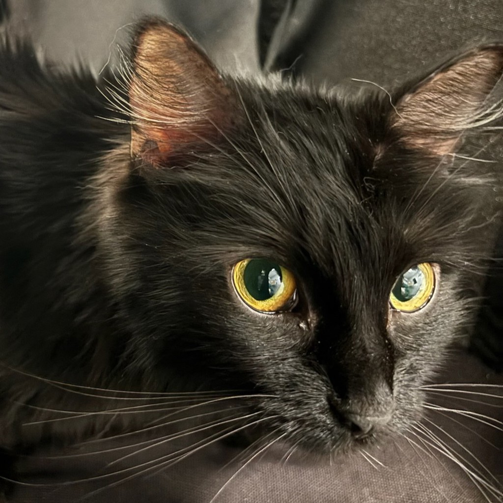 Shelter Stray Female Cat last seen Near Watrous Avenue, DES MOINES, IA, 50315, Des Moines, IA 50313