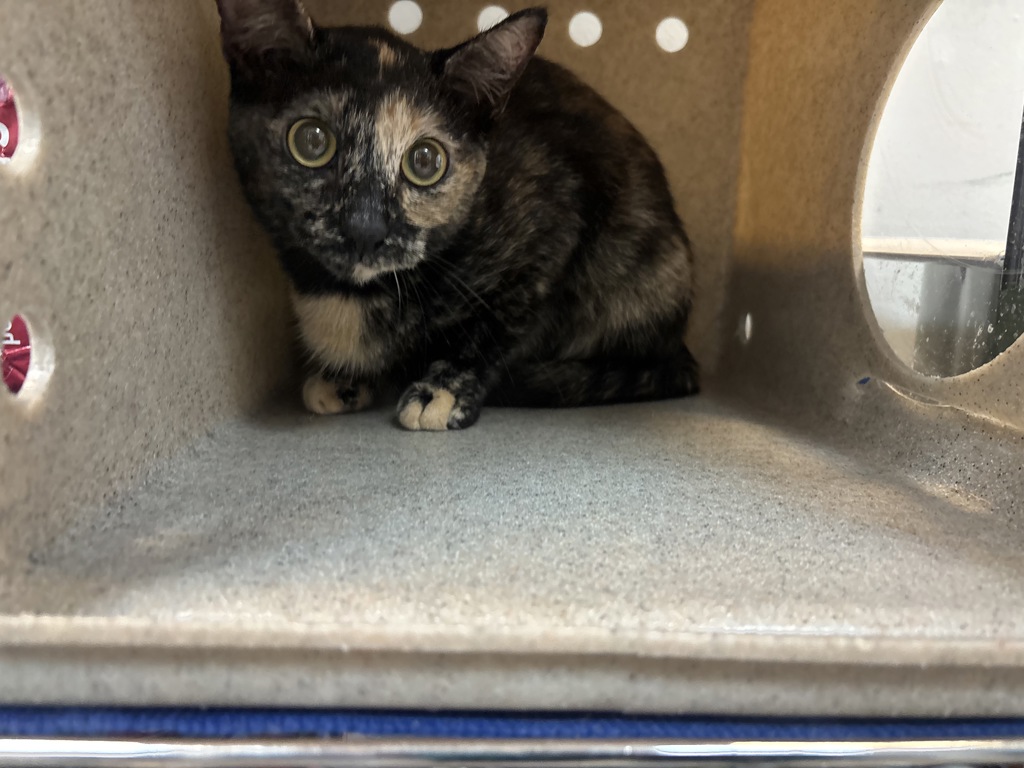 Shelter Stray Female Cat last seen W 155th Street, NEW YORK, NY, 10032, 326 E 110th St, New York, NY 10029, USA