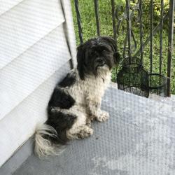 Found/Stray Male Dog last seen East Main Street, Altamonte Springs, FL 32701