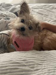 Lost Male Dog last seen Headquarters farms rd Charlotte nc, Charlotte, NC 28262