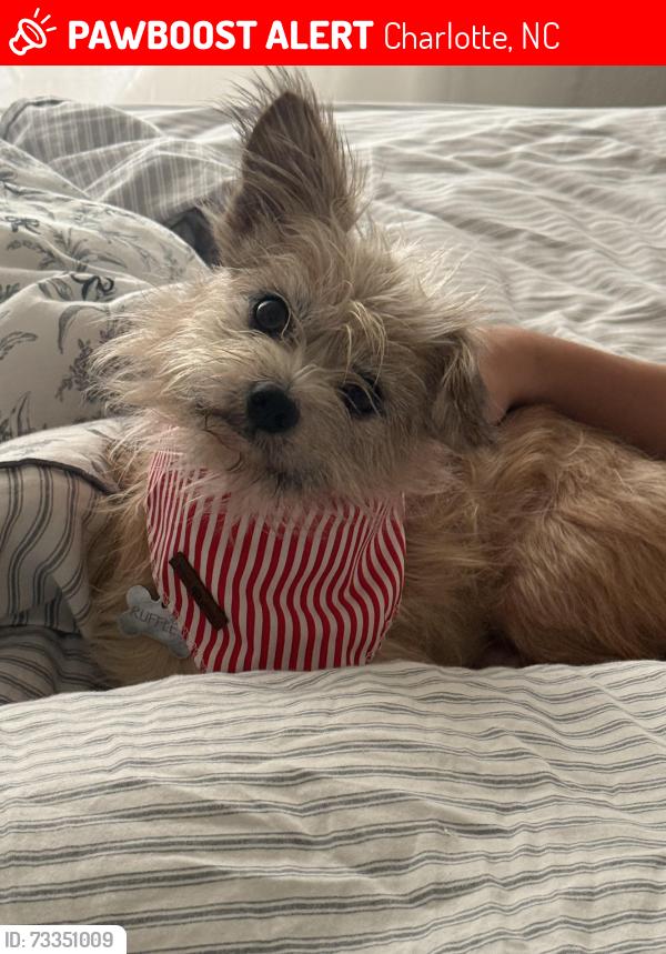 Lost Male Dog last seen Headquarters farms rd Charlotte nc, Charlotte, NC 28262