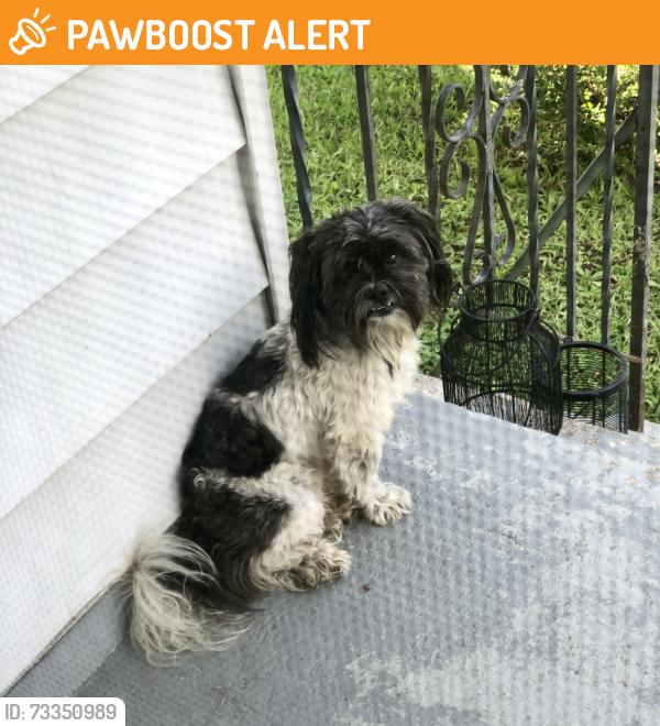 Found/Stray Male Dog last seen East Main Street, Altamonte Springs, FL 32701