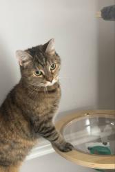 Reunited Female Cat last seen Main St, Edwin Ln, Fort Lee, NJ 07024