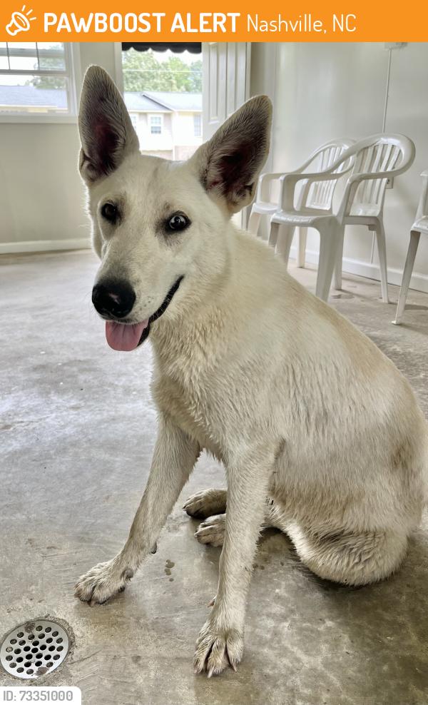 Found/Stray Female Dog last seen Near neighborhoods close to EMS station in Nashville, Nashville, NC 27856