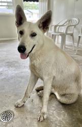 Found/Stray Female Dog last seen Near neighborhoods close to EMS station in Nashville, Nashville, NC 27856