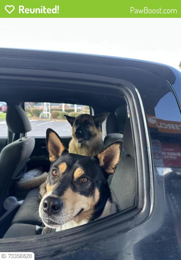 Reunited Male Dog last seen Near Sacramento drive, Virginia Beach, VA 23456