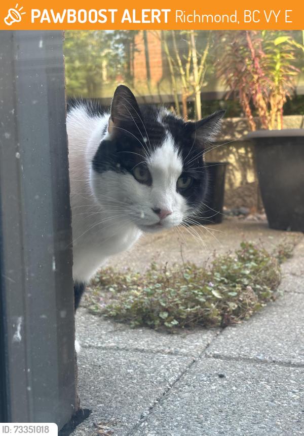 Found/Stray Unknown Cat last seen Near cooney road （visitor parking area）, Richmond, BC V6Y 0E1