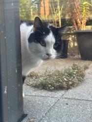 Found/Stray Unknown Cat last seen Near cooney road （visitor parking area）, Richmond, BC V6Y 0E1