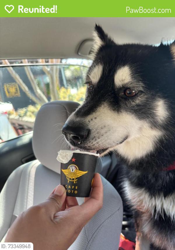 Reunited Male Dog last seen L st, Chula Vista, CA 91911