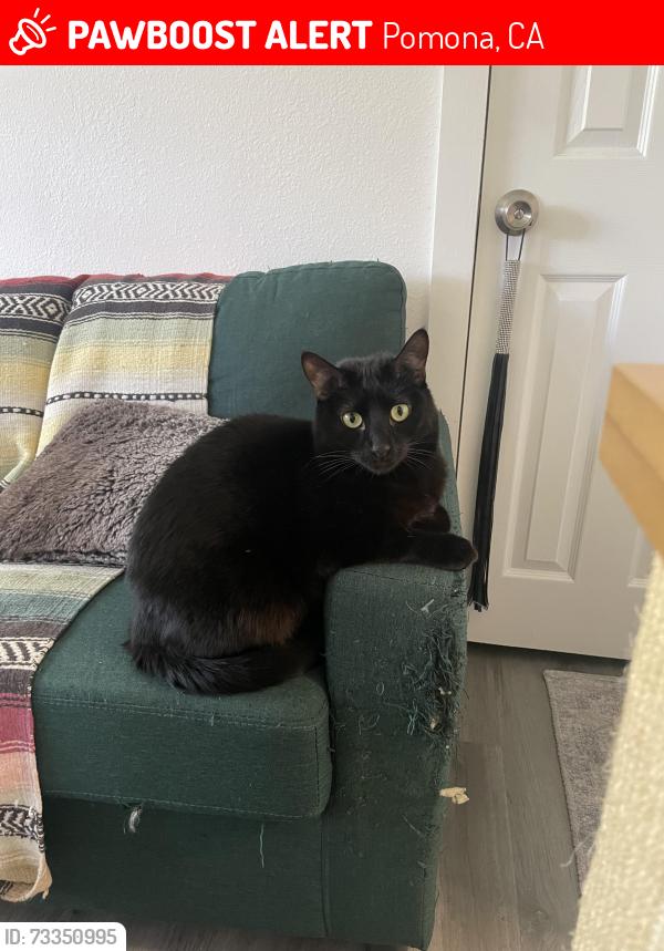 Lost Male Cat last seen Holt and Park Ave, Pomona, CA 91768