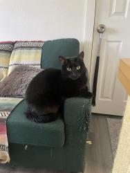 Lost Male Cat last seen Holt and Park Ave, Pomona, CA 91768