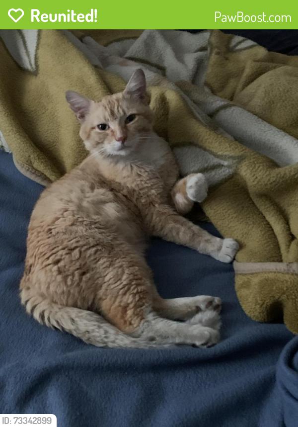 Reunited Male Cat last seen Wilcox and carr street Elgin I’ll 60123, Elgin, IL 60123