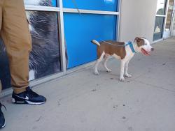 Found/Stray Male Dog last seen Near Greenline Park, San Antonio, TX 78235
