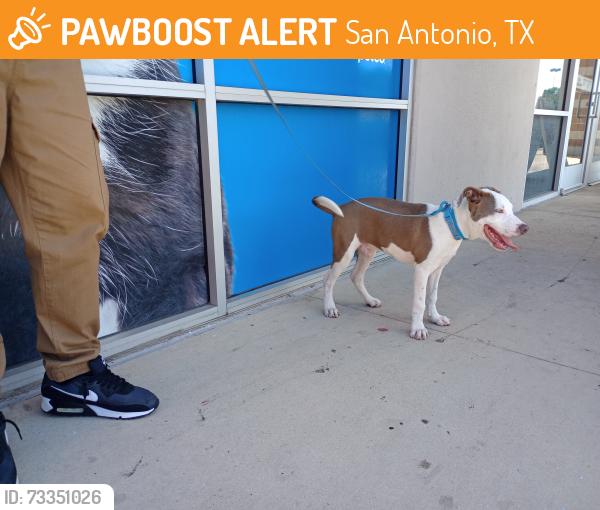 Found/Stray Male Dog last seen Near Greenline Park, San Antonio, TX 78235