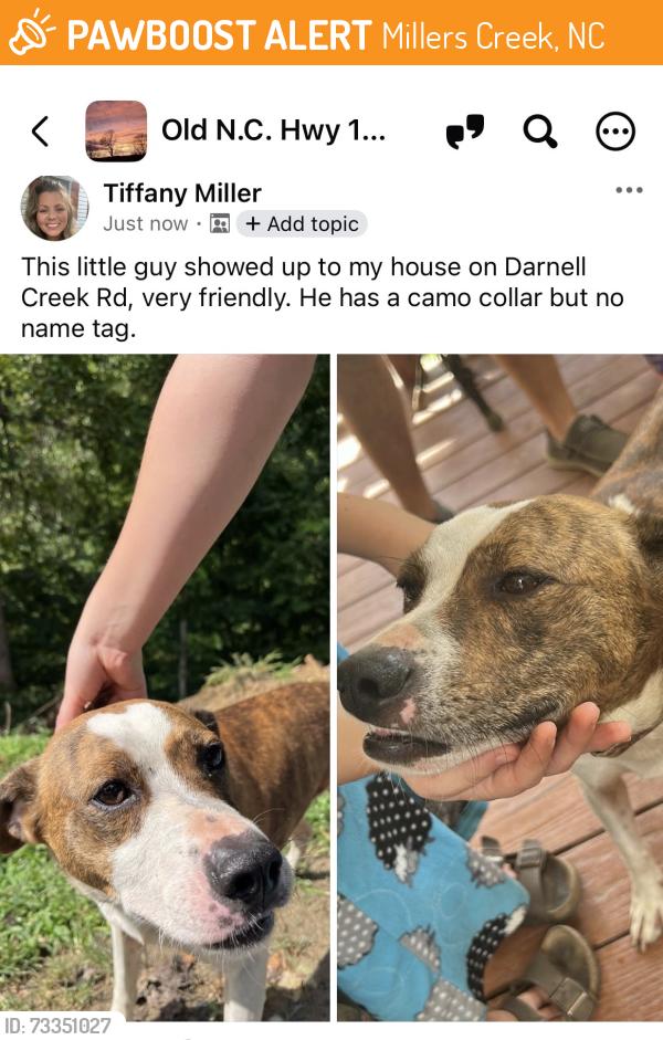 Found/Stray Male Dog last seen Sheets Gap/Darnell Creek Road, Millers Creek, NC 28651