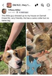Found/Stray Male Dog last seen Sheets Gap/Darnell Creek Road, Millers Creek, NC 28651