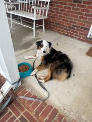 Lost Female Dog last seen vickers plantation, Albemarle, NC 28001