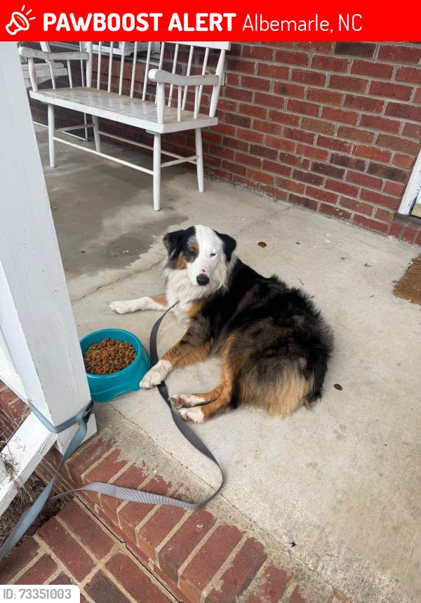Lost Female Dog last seen vickers plantation, Albemarle, NC 28001