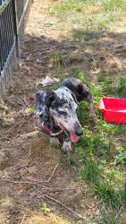 Reunited Unknown Dog last seen Walmart on airport road, Buncombe County, NC 28704