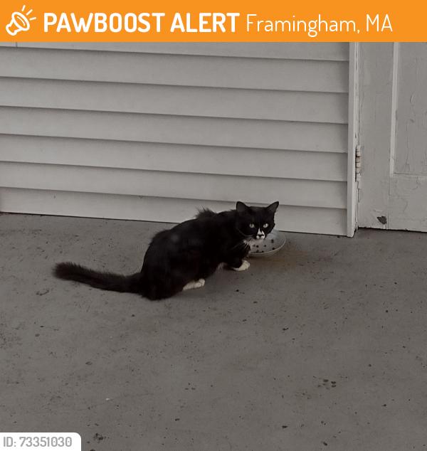 Found/Stray Unknown Cat last seen Fountain St near Keefe Tech, Framingham, MA 01702