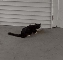 Found/Stray Unknown Cat last seen Fountain St near Keefe Tech, Framingham, MA 01702