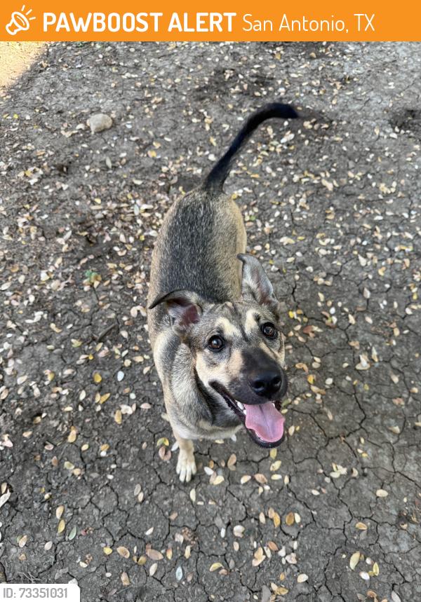 Found/Stray Female Dog last seen Across from the YMCA on Henderson Pass. Thousand oaks area, San Antonio, TX 78232