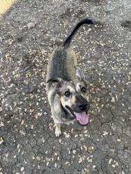 Found/Stray Female Dog last seen Across from the YMCA on Henderson Pass. Thousand oaks area, San Antonio, TX 78232