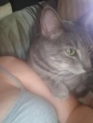 Lost Male Cat last seen Near Split Rail Pkwy, Austin, TX 78750