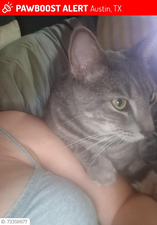 Lost Male Cat last seen Near Split Rail Pkwy, Austin, TX 78750