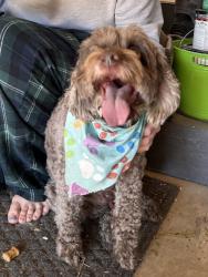 Reunited Male Dog last seen 146th and Little Eagle Creek, Carmel, IN 46074