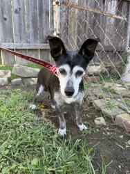 Found/Stray Male Dog last seen Brown rd and Garling Ave, Southwest Columbus, OH 43223