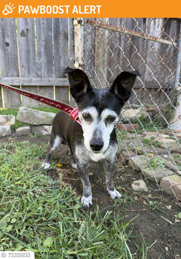 Found/Stray Male Dog last seen Brown rd and Garling Ave, Southwest Columbus, OH 43223