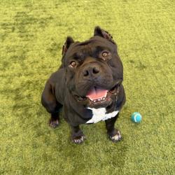 Shelter Stray Male Dog last seen , 361 S Raymond Ave, Pasadena, CA 91105, USA