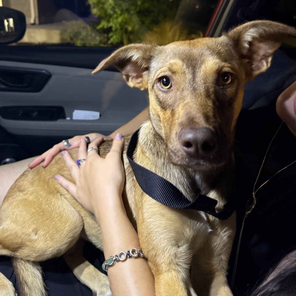 Shelter Stray Female Dog last seen , 2608 Center St, Tacoma, WA 98409, USA