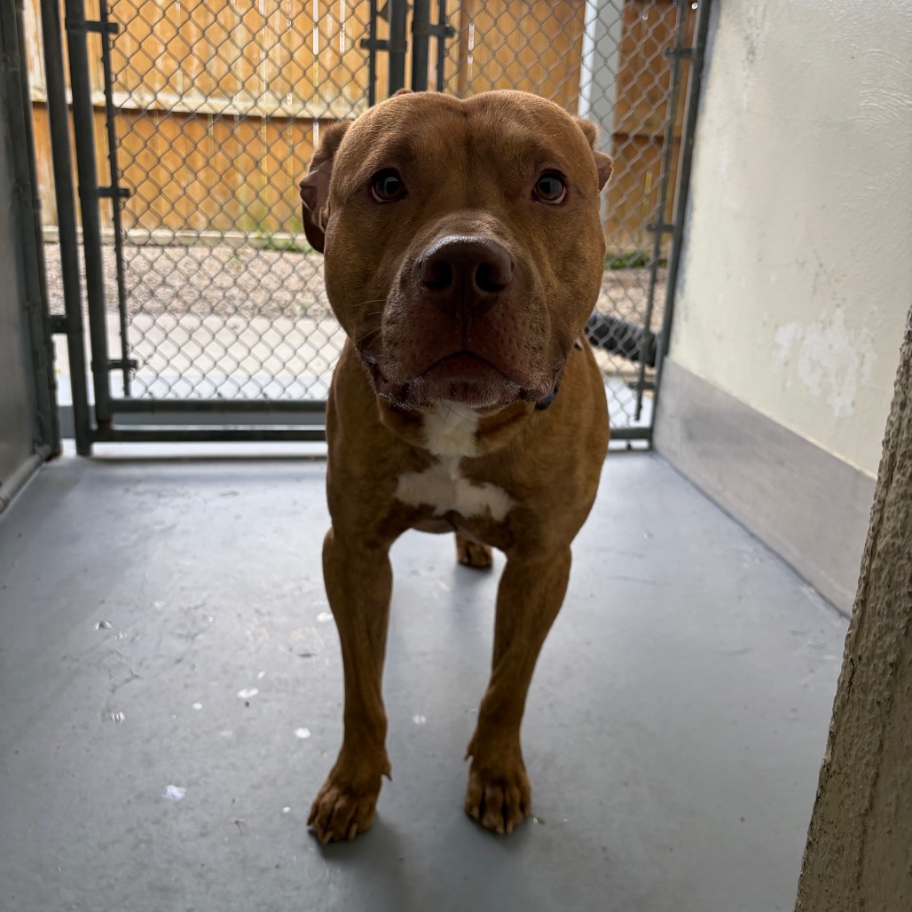 Shelter Stray Male Dog last seen , 167 Conklin Ave, Binghamton, NY 13903, USA