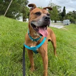 Shelter Stray Male Dog last seen , 3607 N Armenia Ave, Tampa, FL 33607, USA