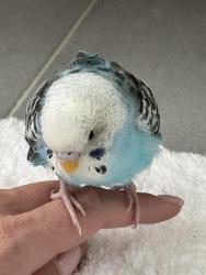 Found/Stray Unknown Bird last seen Soho, New York, NY 10013