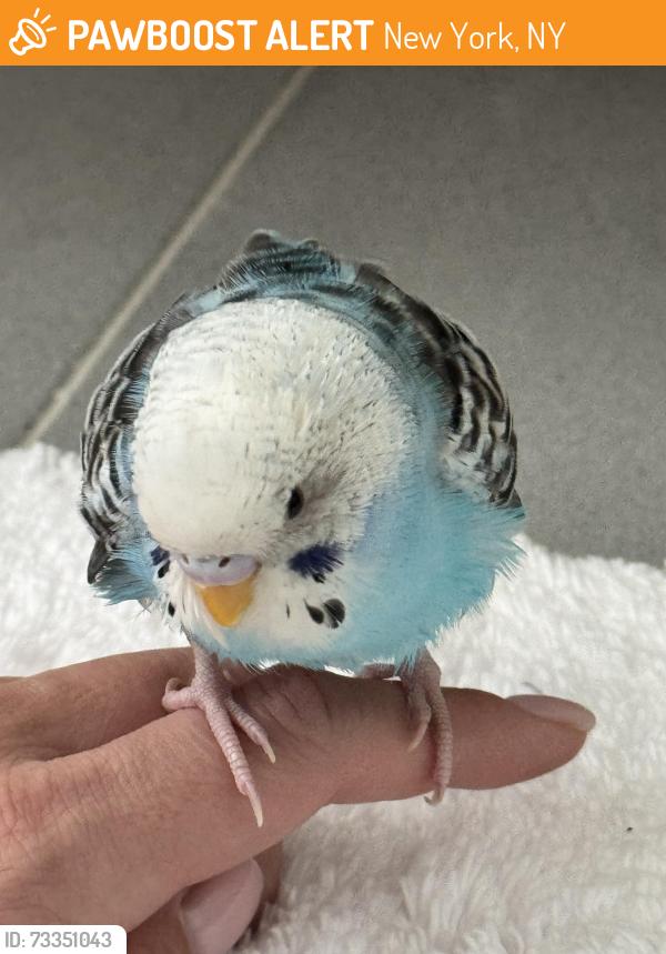 Found/Stray Unknown Bird last seen Soho, New York, NY 10013