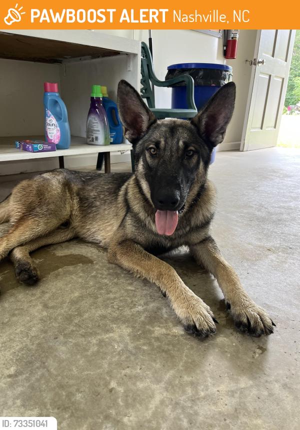 Found/Stray Male Dog last seen near neighborhoods close to EMS station, Nashville, NC 27856