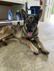 Found/Stray Male Dog last seen near neighborhoods close to EMS station, Nashville, NC 27856