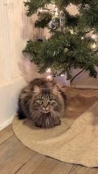 Reunited Male Cat last seen Fairhome, Battle Creek, MI 49015