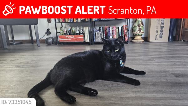 Lost Male Cat last seen Davis street, Scranton, PA 18505