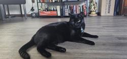 Lost Male Cat last seen Davis street, Scranton, PA 18505