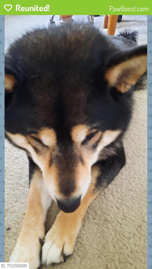 Reunited Female Dog last seen 14th & Mauch Chunk, Allentown, PA 18101