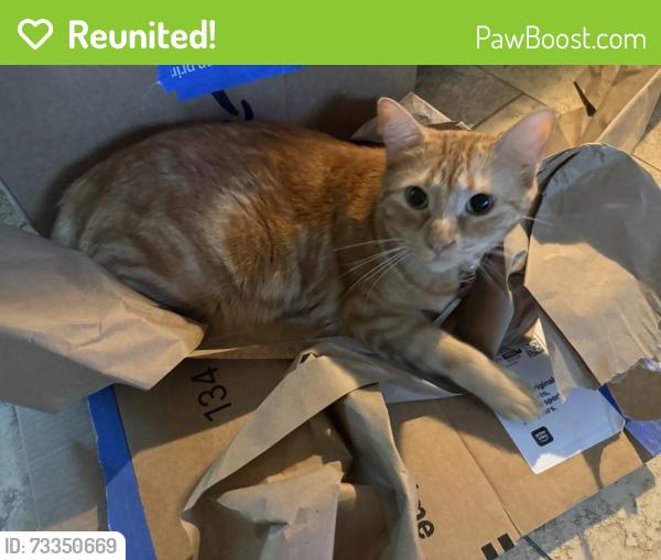 Reunited Male Cat last seen Pine Valley Rd, Little Rock, AR 72207