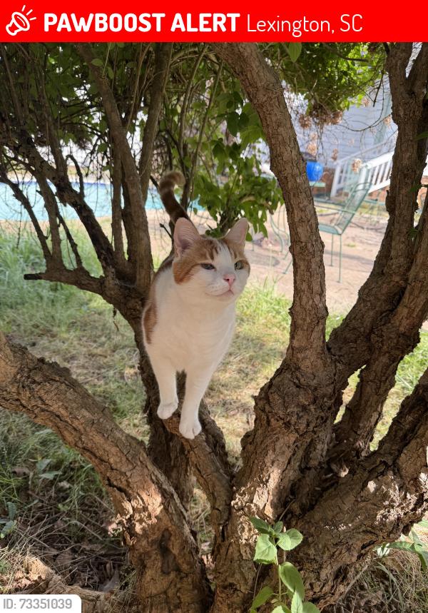 Lost Male Cat last seen Baron rd and Barron ct, Lexington, SC 29072