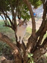 Lost Male Cat last seen Baron rd and Barron ct, Lexington, SC 29072